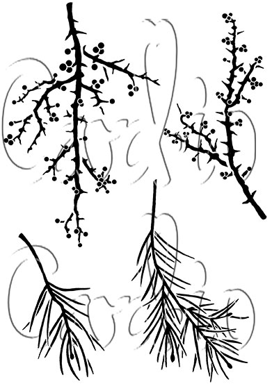Seasonal Branches